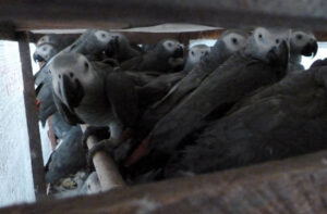 Lafeber’s Global Parrot Conservation Spotlight April 2026: DNA Sequencing Helps Solve Environmental Crime