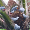 african-grey-parrots-in-tree