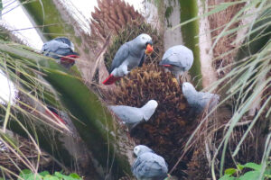 Lafeber’s Global Parrot Conservation Spotlight April 2026: DNA Sequencing Helps Solve Environmental Crime