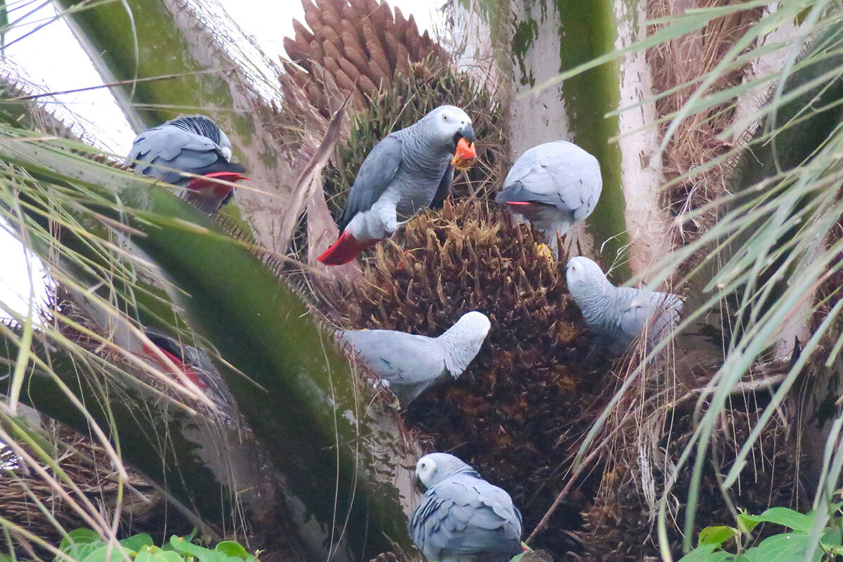 Lafeber’s Global Parrot Conservation Spotlight April 2026: DNA Sequencing Helps Solve Environmental Crime