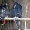 turkey vulture and red tailed hawk