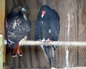 turkey vulture and red tailed hawk