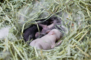 rabbits' nest with baby rabbits