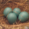blue robin eggs in nest