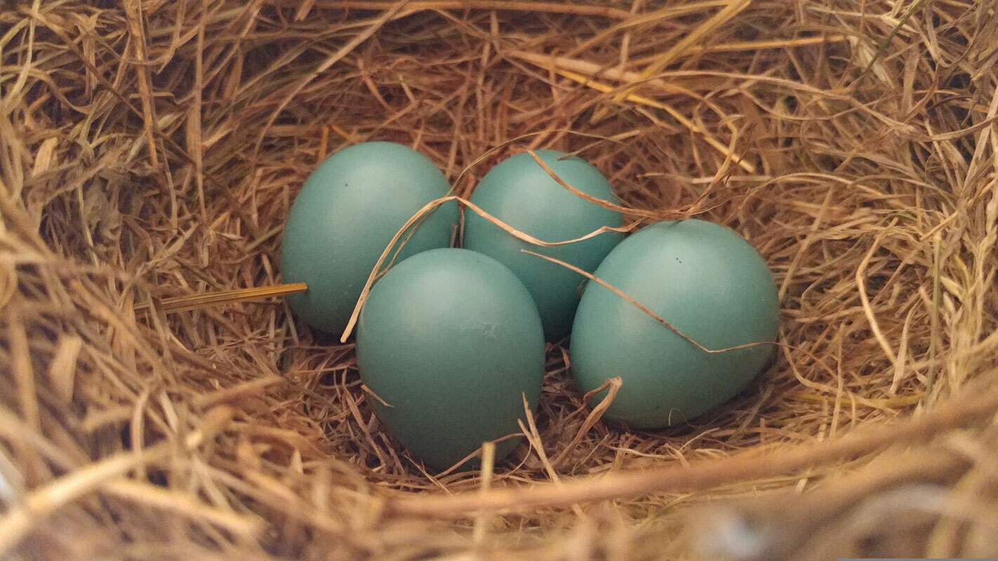 Move Over, Easter Bunny — Birds Do Eggs Best
