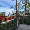 flock of scarlet macaws in Honduras