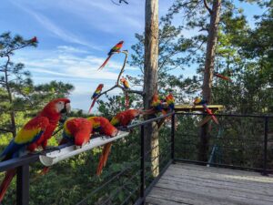 Lafeber’s Global Parrot Conservation Spotlight May 2026: Saving Scarlet Macaws Across Guatemala & Honduras