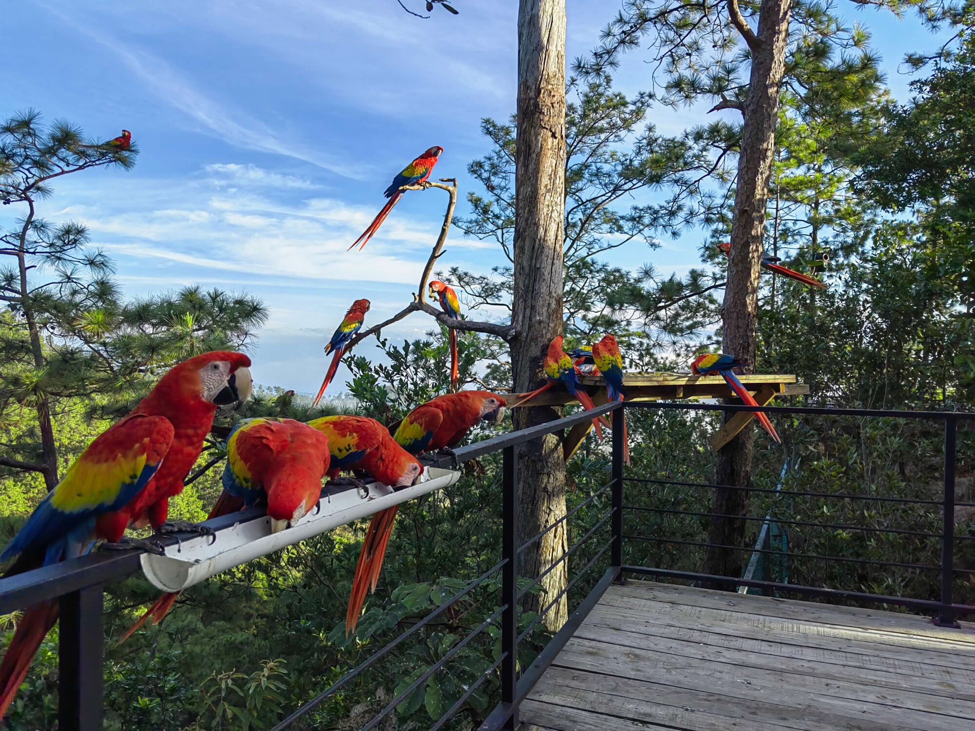 Lafeber’s Global Parrot Conservation Spotlight May 2026: Saving Scarlet Macaws Across Guatemala & Honduras