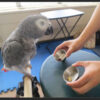 Grey parrot Griffin looks into silver cup