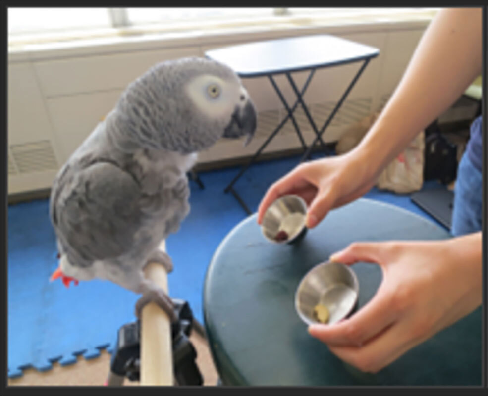 Inside Dr. Pepperberg’s Lab: Rethinking Animal Consciousness