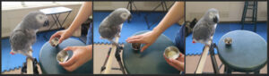 Inside Dr. Pepperberg’s Lab: Rethinking Animal Consciousness