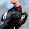 california condor Topa Topa