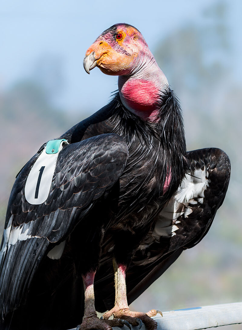 How One Bird Helped Bring His Species Back