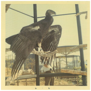 california condor Topa Topa at LA Zoo