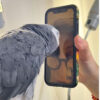 grey parrot Griffin connects with Dr. Pepperberg on Facetime call