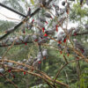 african grey parrots in tree
