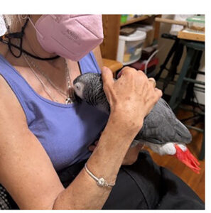 grey parrot griffin with dr pepperberg