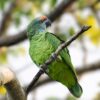 amazon parrot in tree
