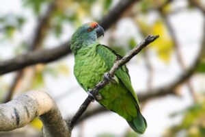 amazon parrot in tree