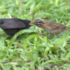 a cowbird chick is fed by a sparrow.