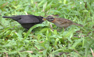 a cowbird chick is fed by a sparrow.