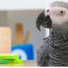 African grey parrot near wooden blocks