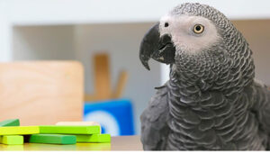 African grey parrot near wooden blocks