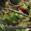 red. lory perches in tree
