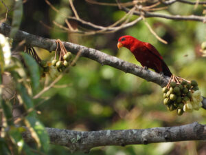 red. lory perches in tree