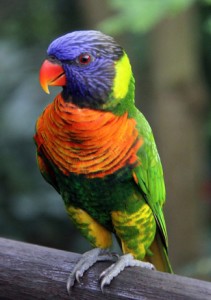 lory parrot food