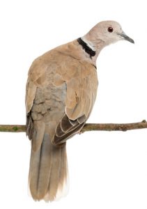 Pet dove on sale