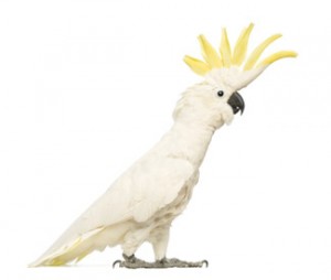 Sulphur-crested Cockatoo