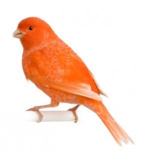 Red-Factor Canary