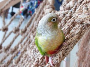 Bird on a hammock