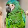 Chestnut-fronted Macaw