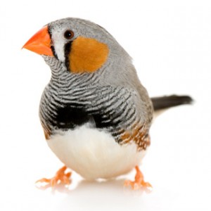 Zebra Finch standing on floor