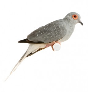 Diamond dove hot sale bird