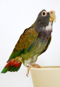 witte Pionus-papegaai, witte pet, Pi