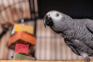 African grey, grey parrot, African grey parrot