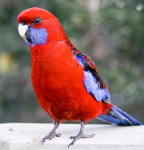 Rosella, crimson rosella, red and blue parrot