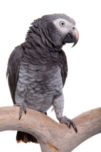 African Grey Parrot