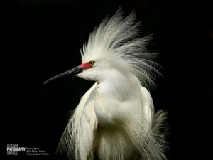 2013 Audubon Photography Award for Editor's Choice photo of snowy egret by Scott Helfrich