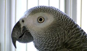 head profile shot of African grey parrot