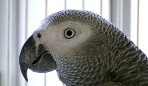 African-Grey-lateral-view