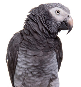 What Feathers Tell You About Your Parrot's Health