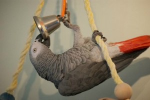 African grey parrot, grey, African grey toy