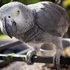 African grey parrot on perch leaning forward
