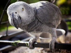 African grey parrot on perch leaning forward