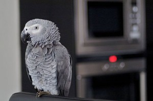 African grey, grey parrot, gray parrot