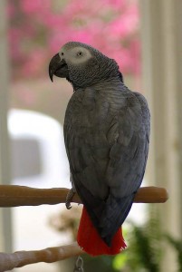 African grey, African gray, grey parrot, gray parrot